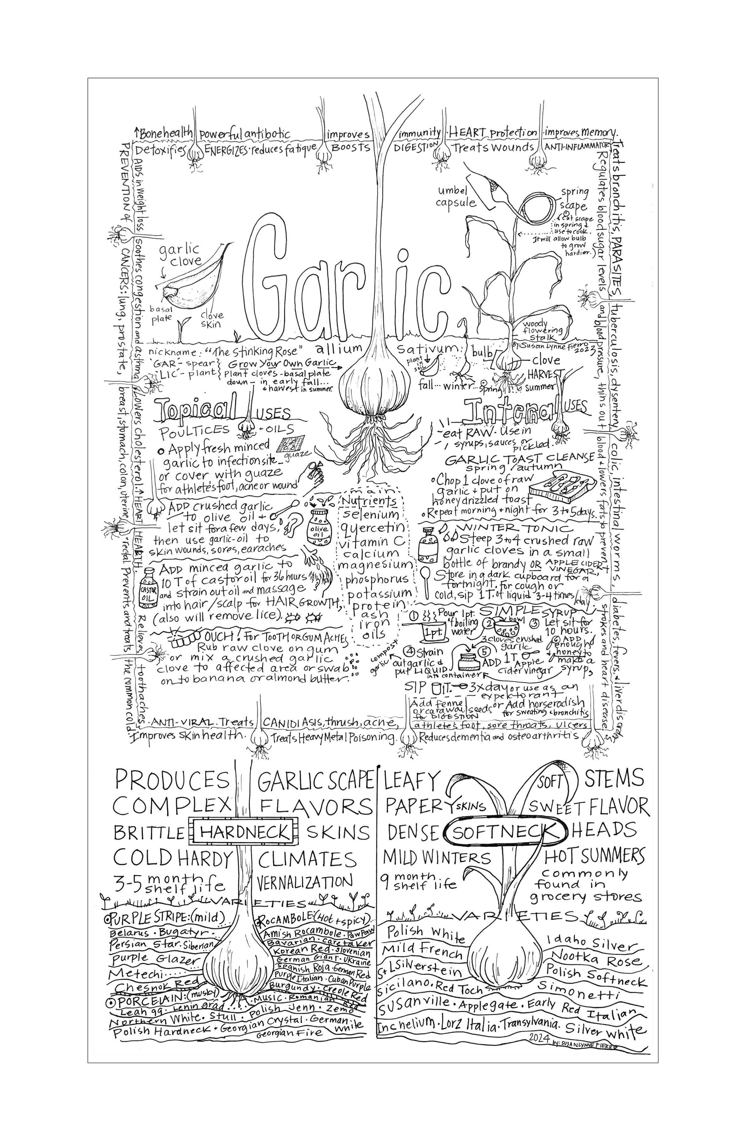 Garlic