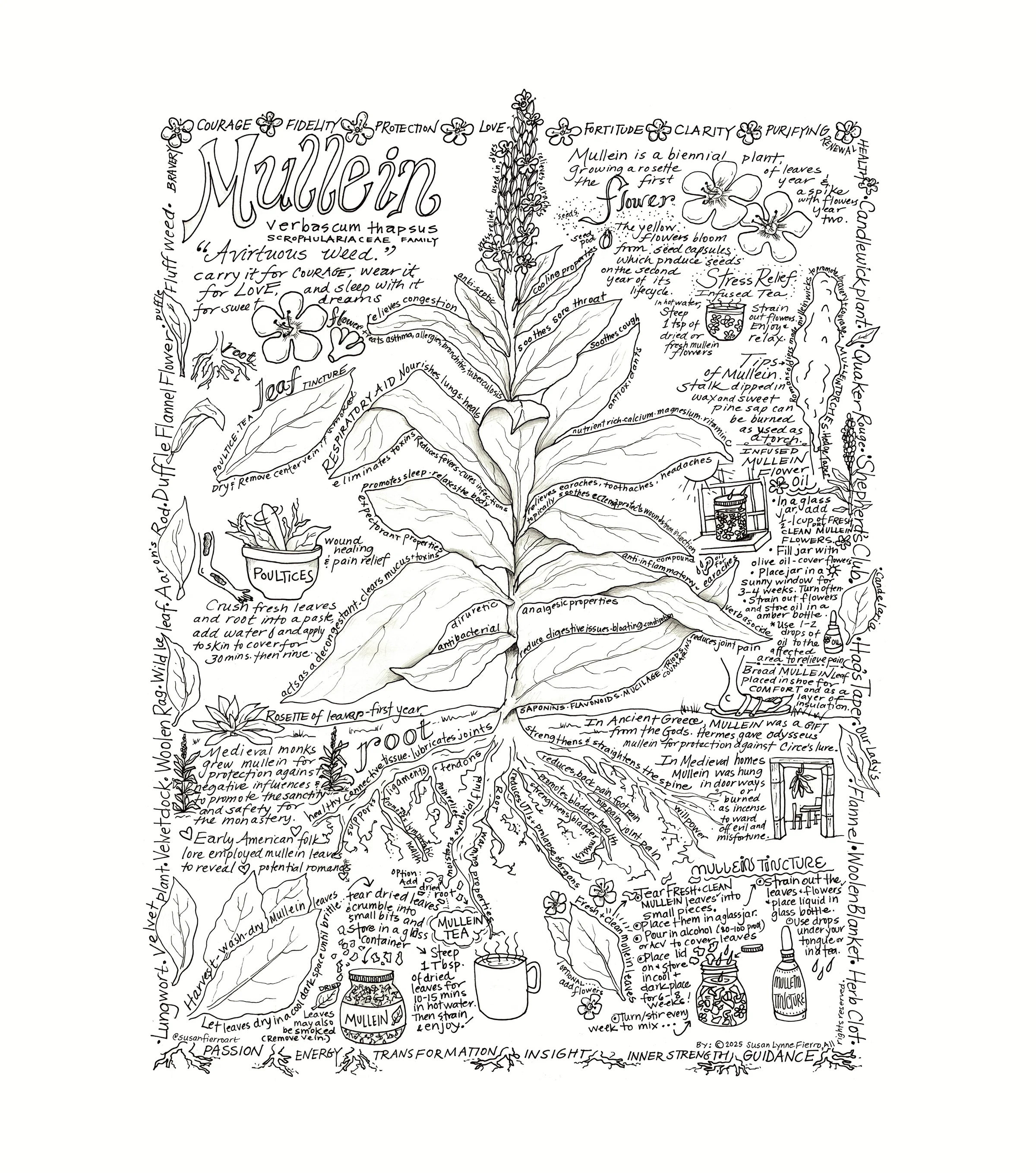 Mullein